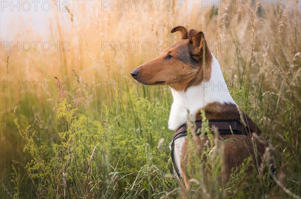 Shorthair collie