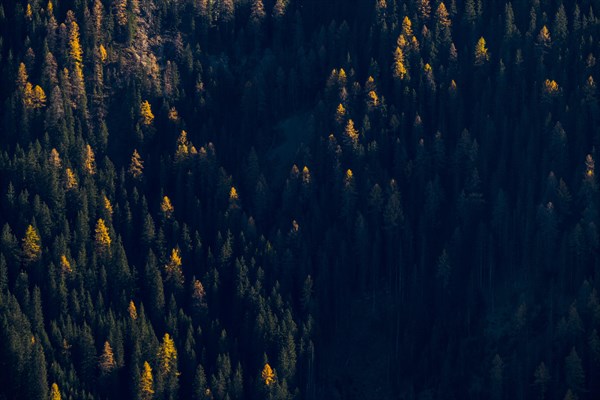 Larch forest (Larix) St. Martin in Thurn