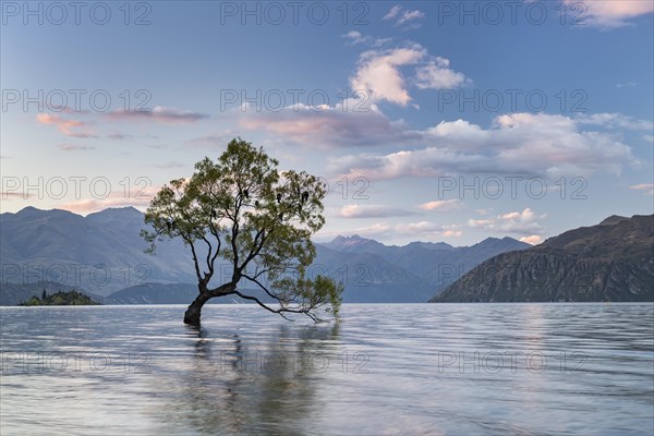 Single tree standing in water