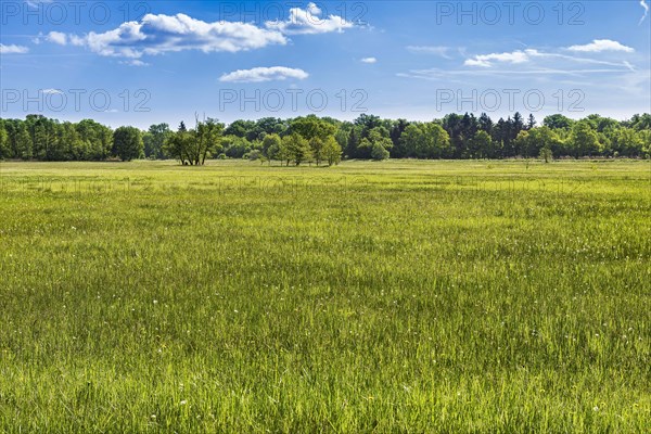 Meadow in the nature reserve Monchbruch
