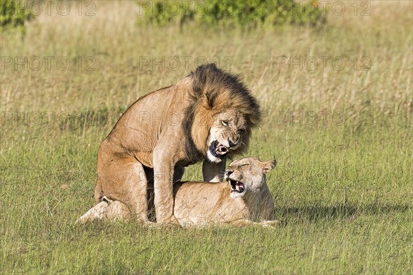 Lions (Panthera leo)