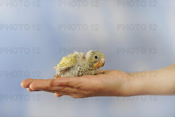 Budgerigar (Melopsittacus undulatus)