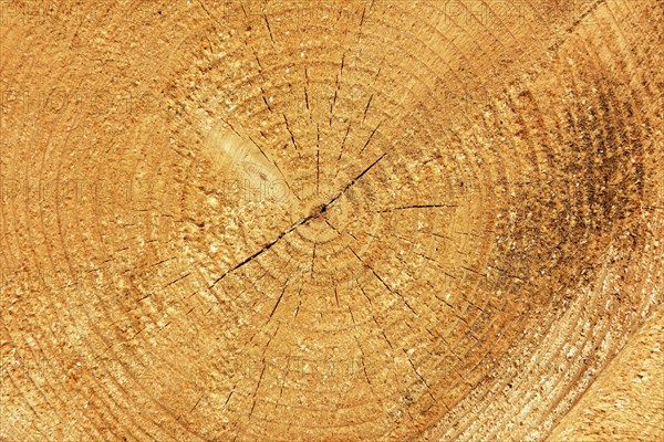 Log