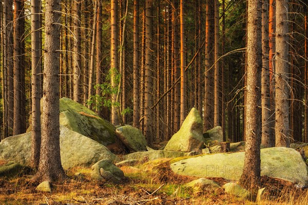 Spruce forest with large boulders in the last light of the evening sun