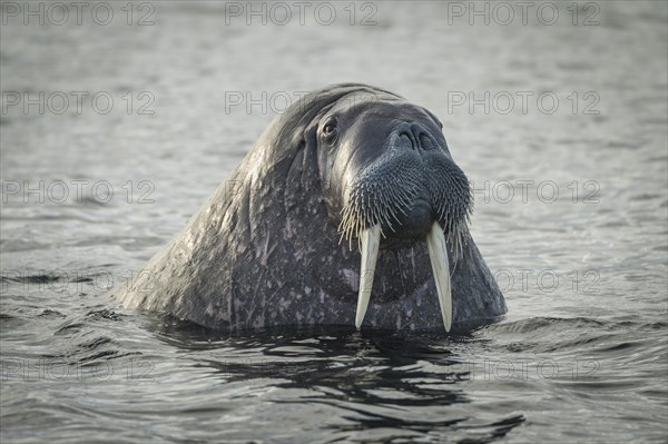 Walrus (Odobenus rosmarus)