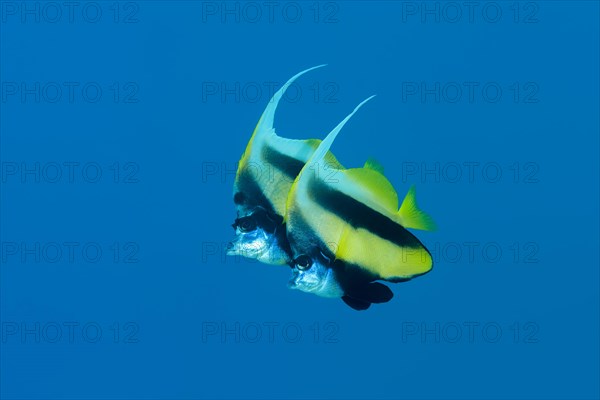 Couple Red Sea Bannerfish (Heniochus intermedius) swim in the blue water background