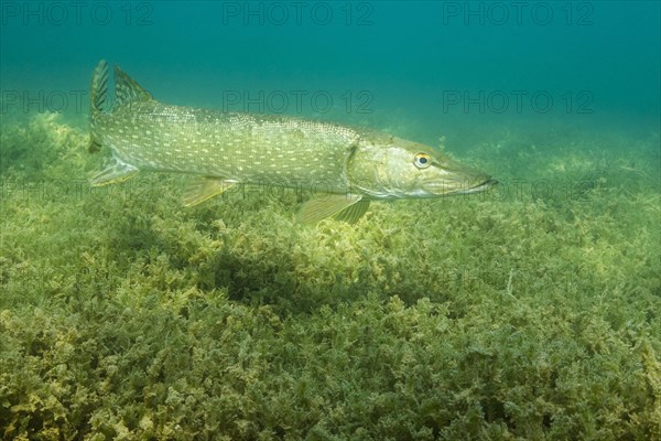 Pike (Esox lucius) floats over dense aquatic plants