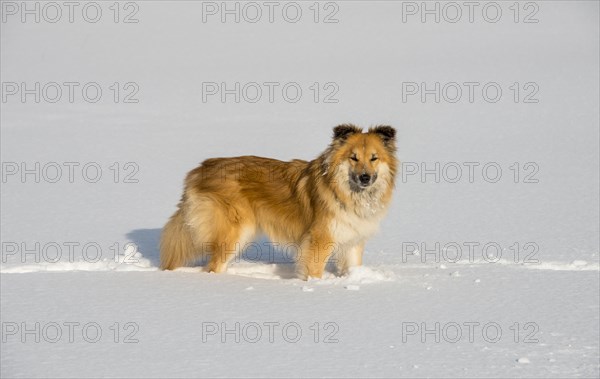 Islanddog (Canis lupus familiaris)