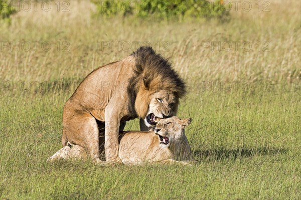 Lions (Panthera leo)