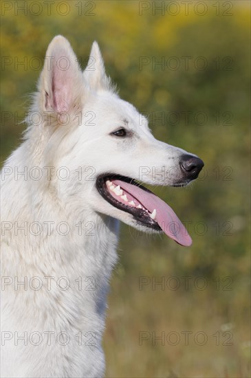 White Swiss Shepherd Dog