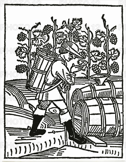 Grape grape harvest