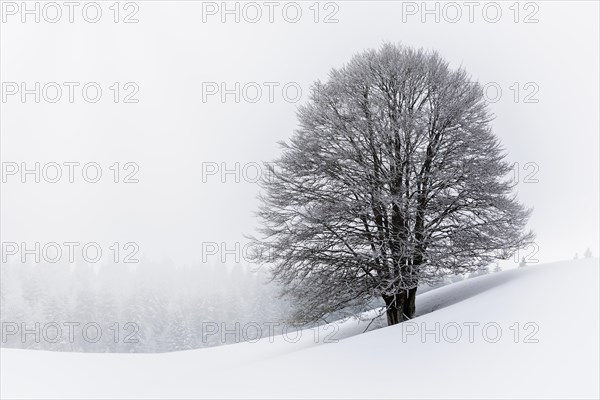 Frozen tree in Winter