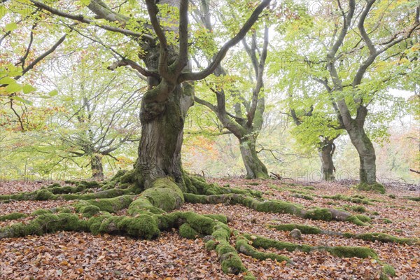 Old beeches (Fagus sylvatica) with mossy roots