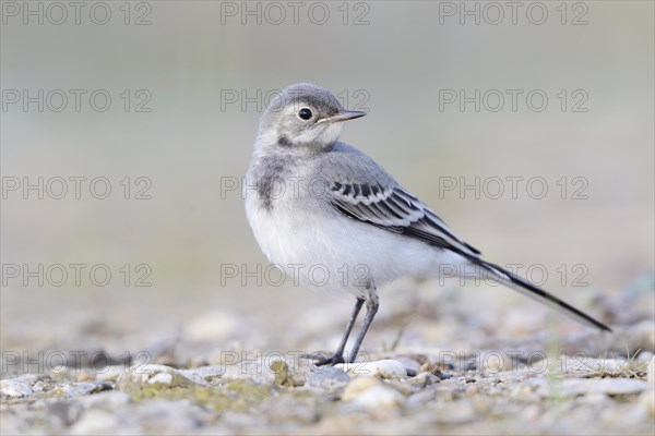 White wagtail (Motacilla alba) Young bird in an abandoned gravel pit