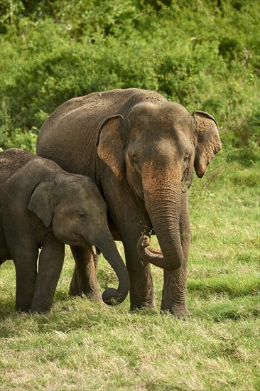 Sri Lankan elephants (Elephas maximus maximus)