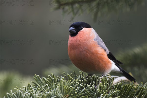 Bullfinch (Pyrrhula pyrrhula)