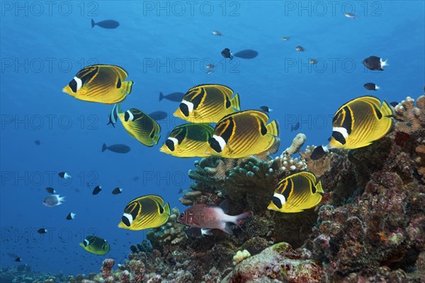 Swarm Raccoon butterflyfish (Chaetodon lunula)