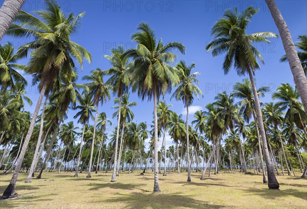 Palm trees at beach