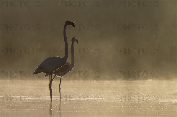 Greater Flamingo (Phoenicopterus roseus)