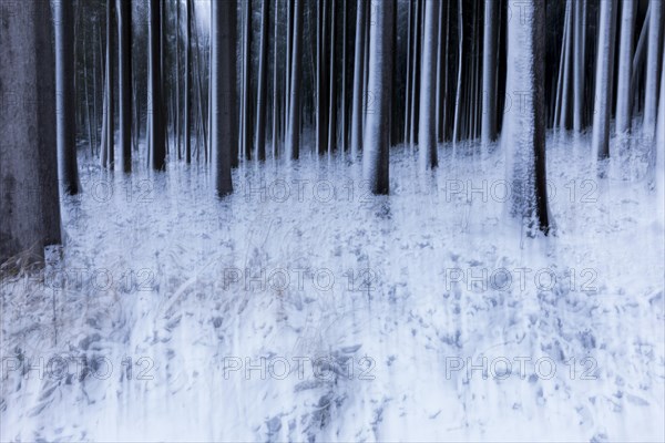 Blurred winter forest
