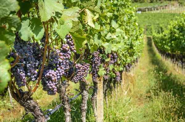 Blue grapes