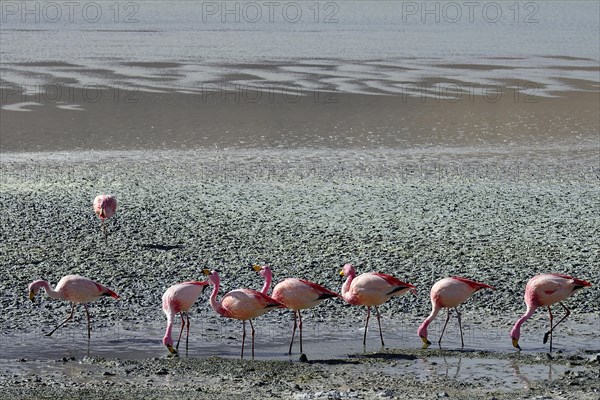 James's flamingos (Phoenicoparrus jamesi)
