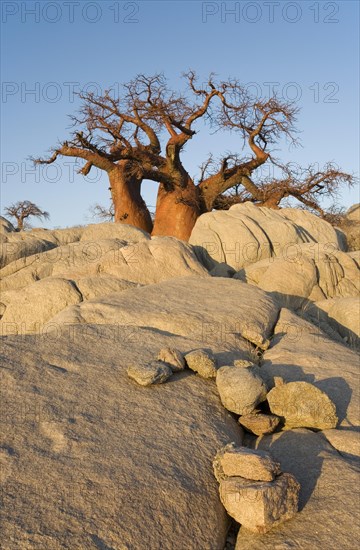 African Baobab (Adansonia digitata) between stones