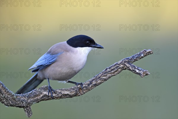 Iberian magpie (Cyanopica cooki)
