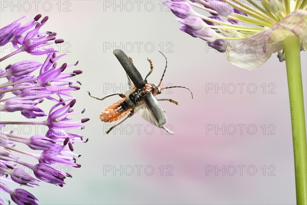 Rustic Sailor (Cantharis rustica)