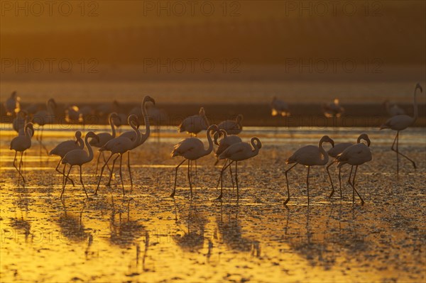 Greater Flamingos (Phoenicopterus roseus)