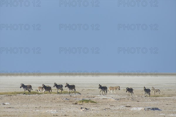 Burchell's Zebras (Equus quagga burchelli)