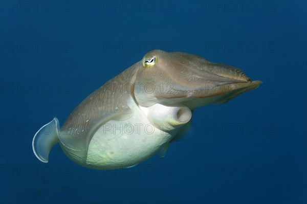 Common cuttlefish (Sepia officinalis)