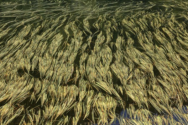Grass in the mountain lake Laghetto dei Salei