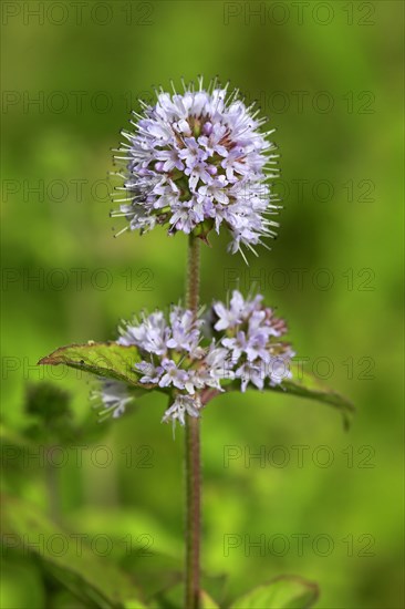 Water mint (Mentha aquatica)