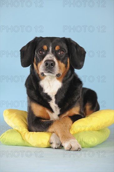 Entlebuch Mountain Dog