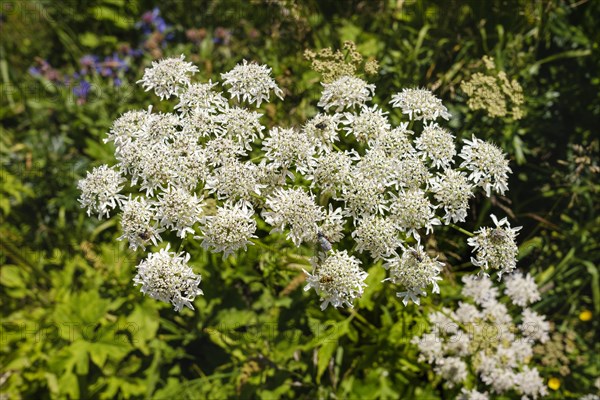 Umbellifers of Common Hogweed (Heracleum sphondylium)