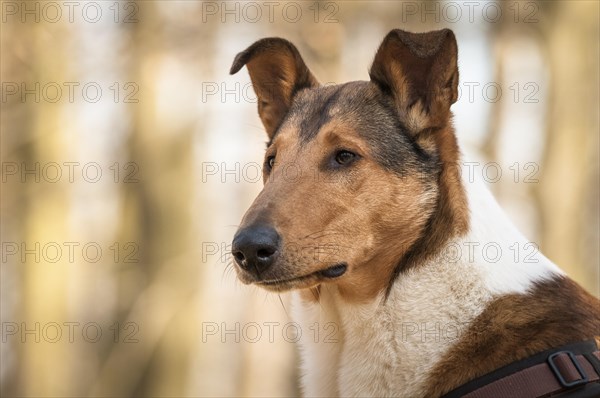 Shorthair collie