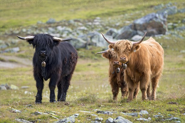 Scottish Highland cattle on the alpine pasture