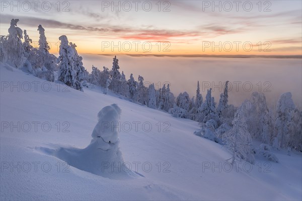 Fog over snowy trees at sunset