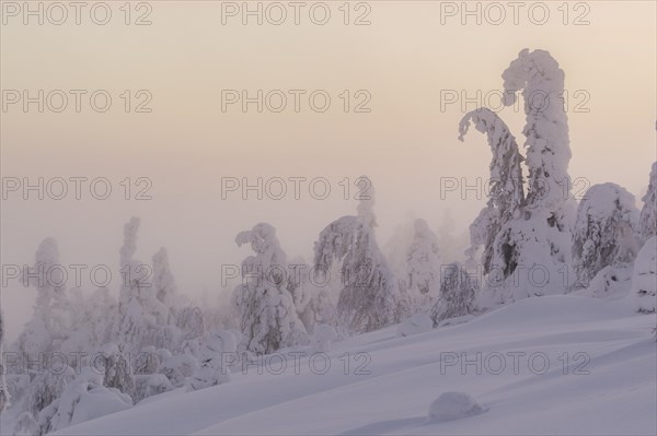 Snowy trees
