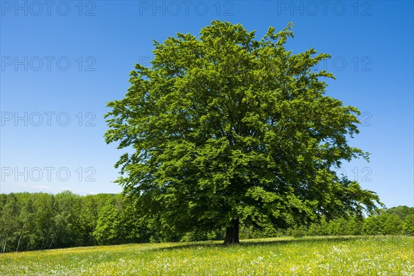 Common beech (Fagus sylvatica) stands in blossoming meadow