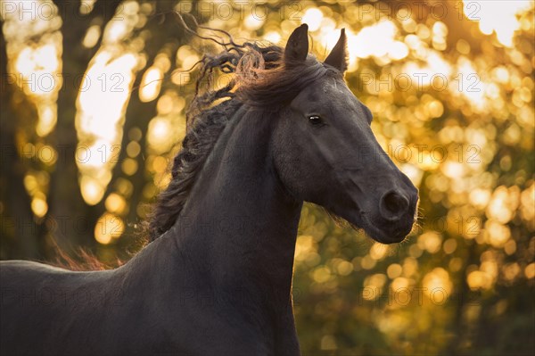 Friese (Equus)
