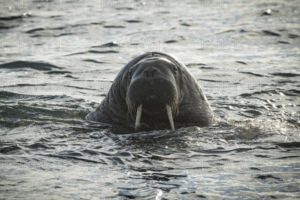Walrus (Odobenus rosmarus)