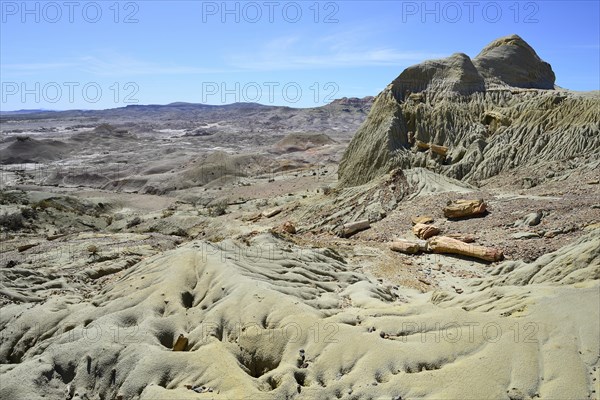 Petrified tree trunks exposed by erosion in the Petrified Forest