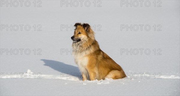 Islanddog (Canis lupus familiaris) sits in the snow