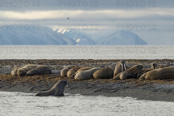 Walruses (Odobenus rosmarus)