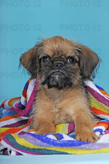 Brussels Griffon