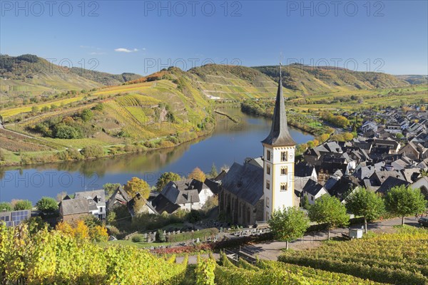Vineyard at Moselleschleife near Bremm