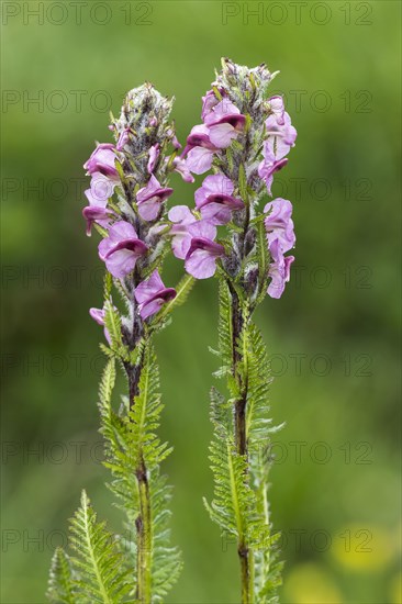 Swiss corn lousewort (Pedicularis rostratospicata subsp. helvetica)