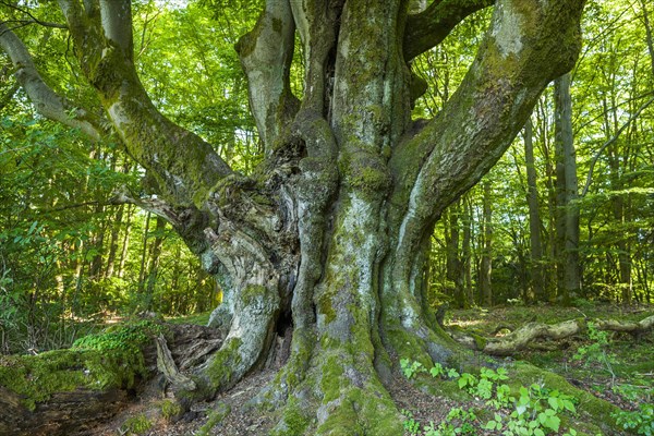 Old Common beech (Fagus sylvatica)